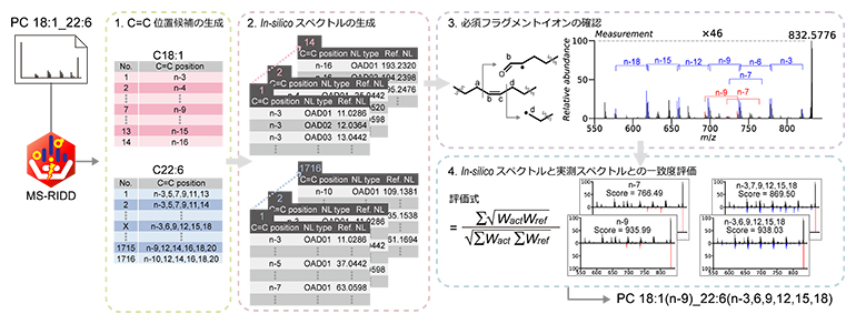 OAD-MS/MS解析ソフトウェア「MS-RIDD」の構造決定アルゴリズムの図