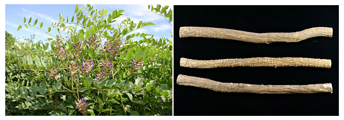 ウラル甘草と生薬の甘草の図
