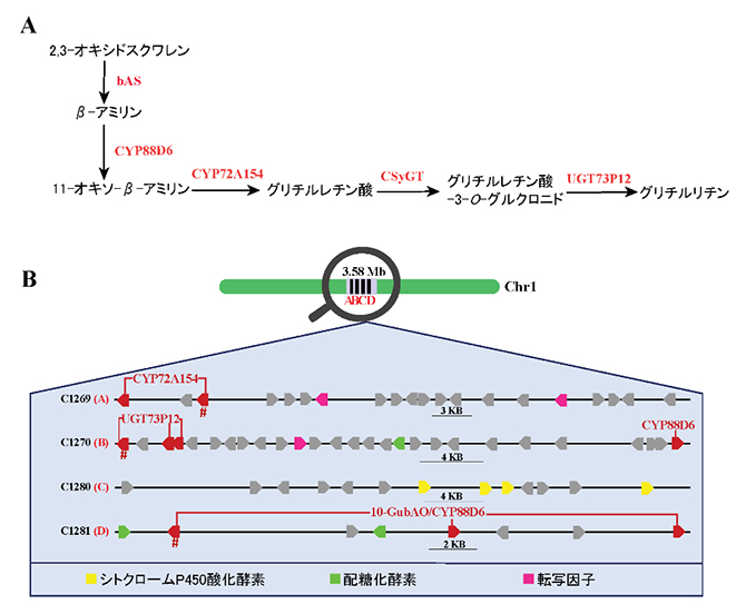 グリチルリチンの生合成経路と遺伝子クラスターの図