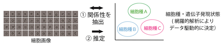 単一細胞画像からのデータ駆動的に決定した細胞種・遺伝子発現状態の推定の図