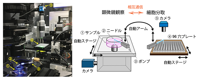 自動細胞観察分取ロボット「ALPS」の図
