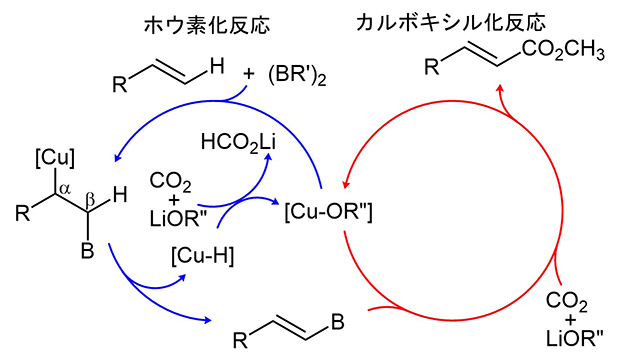 タンデム型銅触媒によるアルケニルC-H結合のカルボキシル化の反応機構の図