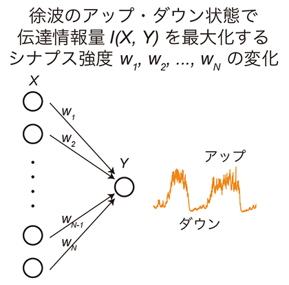 徐波において情報伝達を最大化するシナプス可塑性の図