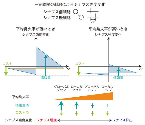 グローバルな徐波とローカルな徐波におけるシナプス可塑性の図