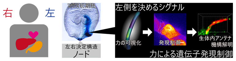 体の左右を決定するノードという構造で、機械的な力によって対称性が破られるの図