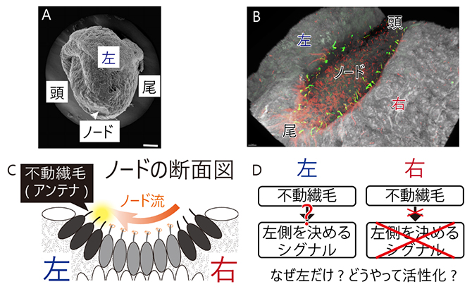 初期胚の「ノード」で左右を決める不動繊毛の図