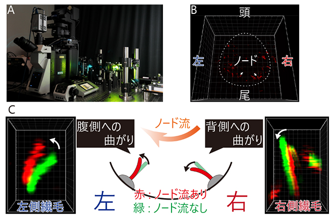 独自に開発した光学顕微鏡システムと、ノード流による不動繊毛の曲がりの観察の図