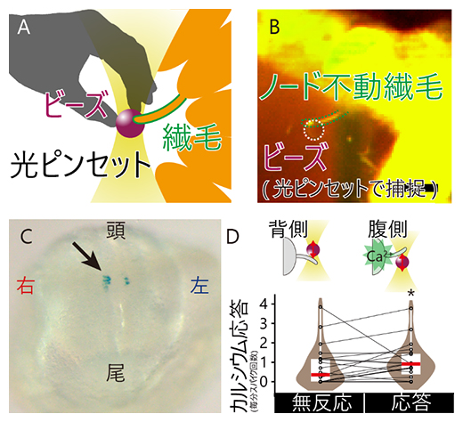 光ピンセットを用いた、不動繊毛への「力」による「左側を決めるシグナル」の活性化の図
