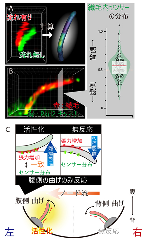 不動繊毛の偏ったセンサータンパク質の分布が左右対称性を破る仕組みの図