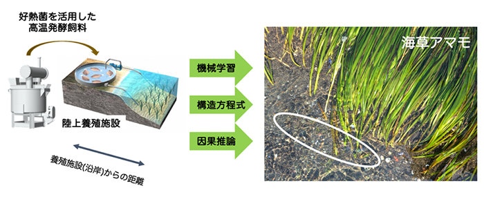 陸上養殖施設の下流に繁茂する海草の底泥に生息する共生細菌群の因果ネットワークを可視化の図