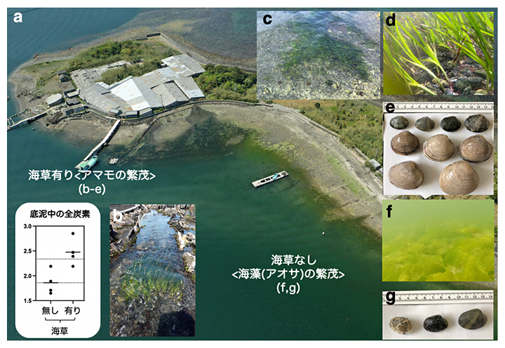 対象海域の海草繁茂の様子の図