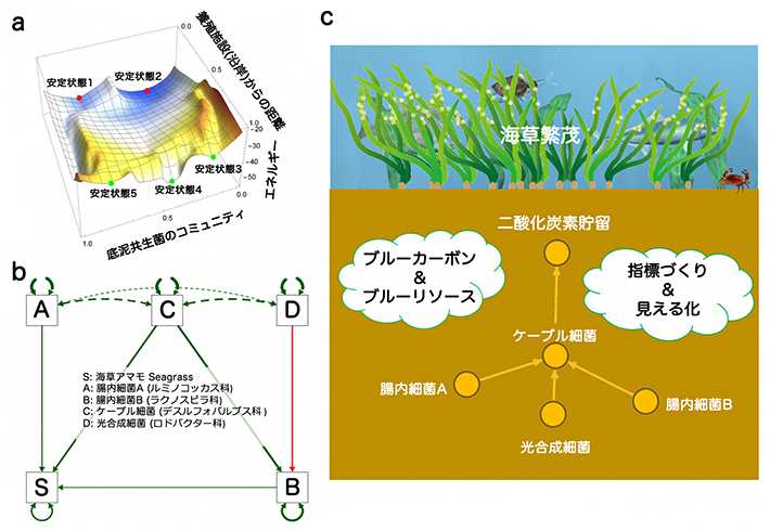 海草底泥の共生細菌の因果構造ネットワークの可視化の図