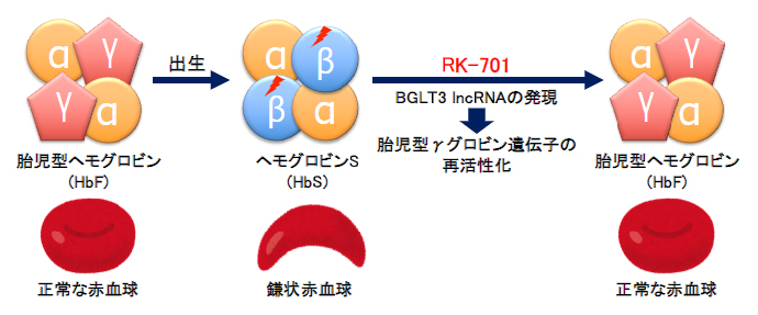 G9a阻害剤RK-701による鎌状赤血球症治療戦略の図