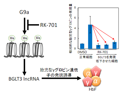 BGLT3 IncRNA依存的なRK-701によるHbF誘導の図