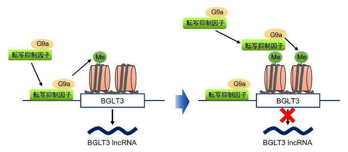 G9aによるBGLT3(BGLT3 lncRNA)発現抑制機構の図