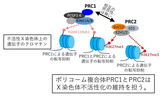 X染色体不活性化を維持するメカニズムの図