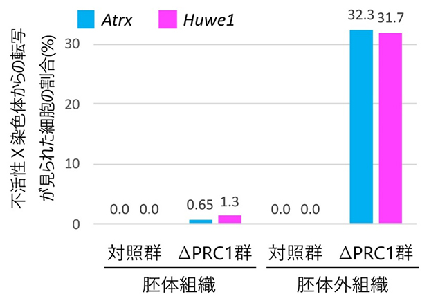 PRC1による胚体外組織でのX染色体不活性化の維持の図