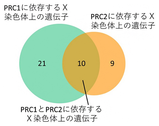 PRC1またはPRC2の欠失により不活性X染色体から転写される遺伝子群の重複度合いの図