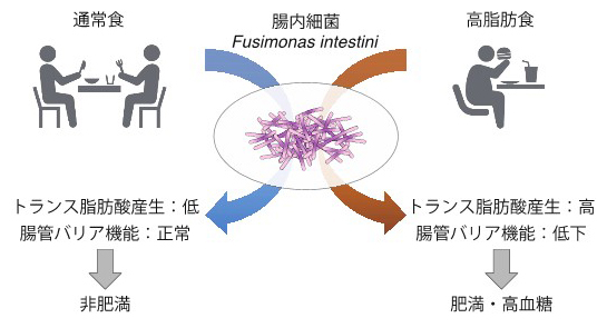 腸内細菌と高脂肪食による脂肪酸の過剰産生を通した肥満・高血糖の悪化の図