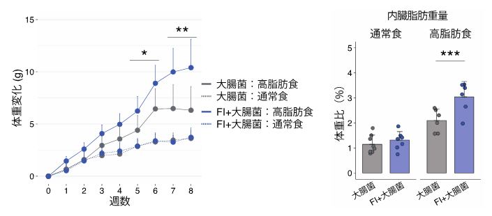 FI定着マウスにおける高脂肪食による肥満の悪化の図