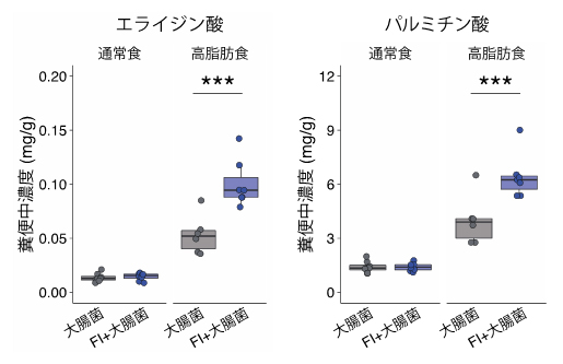 FIによる糞便中の脂肪酸の増加の図