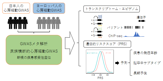 民族横断的な大規模ゲノムデータを用いた心房細動のゲノム解析の図