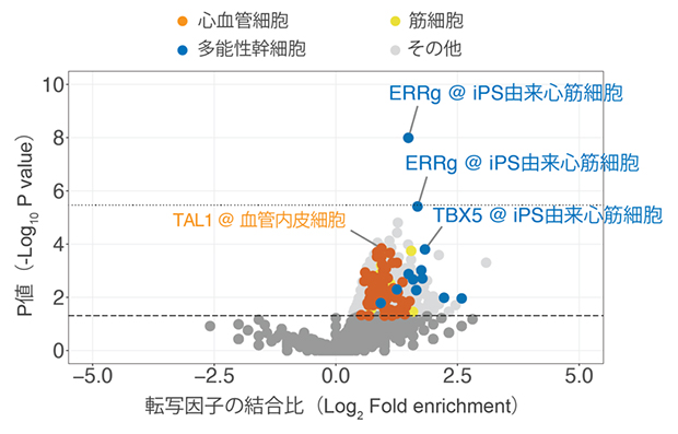 ChIP-Atlasを用いた心房細動ゲノムワイド関連解析（GWAS）と転写因子の関連の図