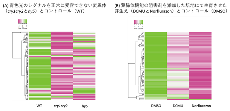 リボソーム生合成に関わる遺伝子の翻訳効率の比較の図
