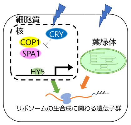 青色光を受容したときのリボソーム生合成関連遺伝子群の翻訳を活性化させるシグナルの図