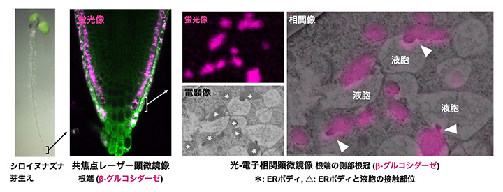 側部根冠細胞でβ-グルコシダーゼを含むERボディが液胞と接触した決定的瞬間の画像