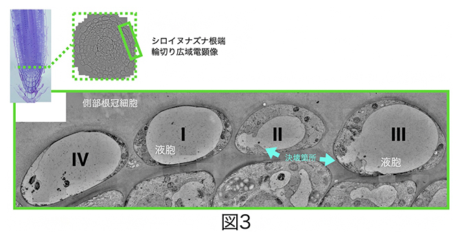 側部根冠最外層細胞の超微細構造の図