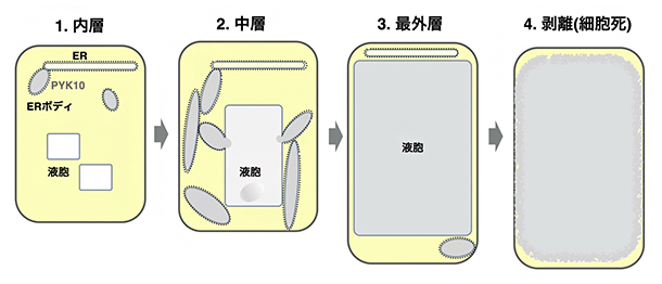 側部根冠ERボディによるPYK10液胞輸送のモデルの図