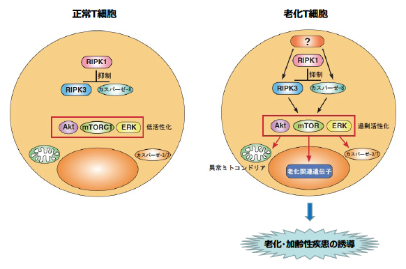 老化を抑制するRIPK1、およびRIPK3とカスパーゼ-8がT細胞の老化を誘導するメカニズムの図
