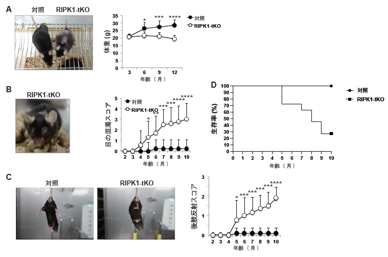 T細胞特異的RIPK1欠損(RIPK1-tKO)マウスにおける加齢性疾患の発症の図