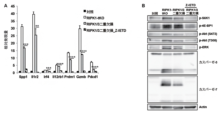 RIPK3、カスパーゼ-8によるT細胞老化の誘導の図