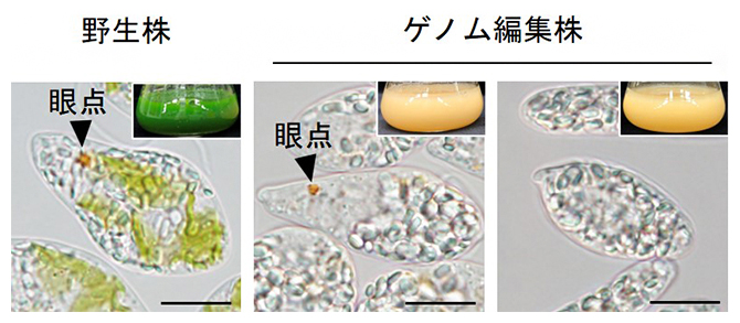 野生株とゲノム編集でカロテノイド合成遺伝子を欠損させたユーグレナ株（スケールバーは10μm）の図