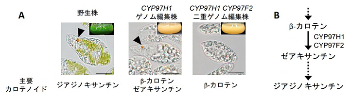 本研究で作出したゲノム編集ユーグレナ株とカロテノイド合成経路の図