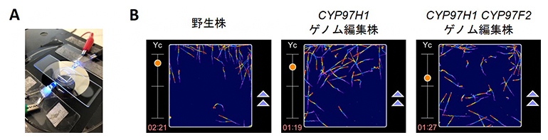 ゲノム編集ユーグレナ株の光走性の図