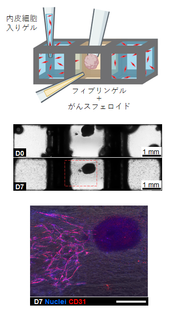 MultiCUBEによる細胞の空間配置の図