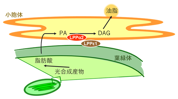 LPPα2とLPPε1が協調して植物の油脂合成をつかさどる仕組みの図