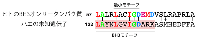 ヒトのBH3オンリータンパク質とハエの未知遺伝子のアミノ酸配列の図