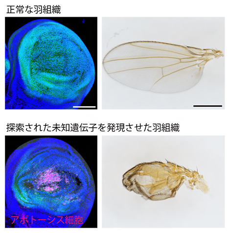 未知遺伝子の強制発現により誘導されたアポトーシスの図