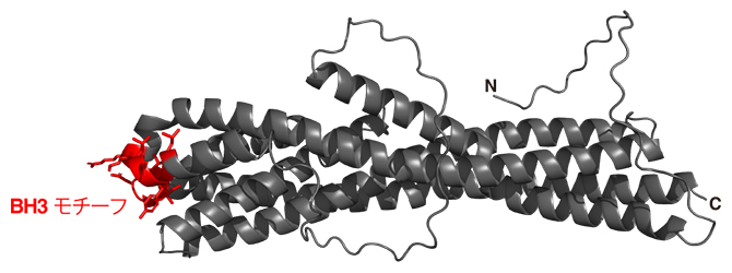 サヨナラ遺伝子によって作られるサヨナラタンパク質の立体構造の図