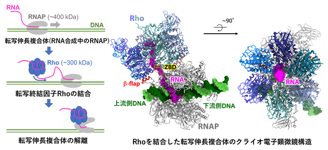 Rho依存的転写終結の模式図と、Rhoを結合した転写伸長複合体のクライオ電子顕微鏡構造の図