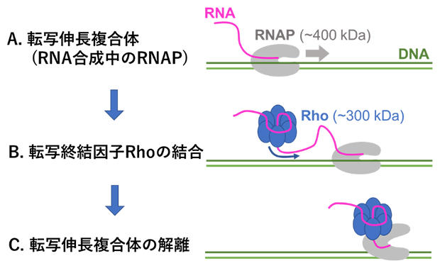 Rho依存的転写終結の模式図の画像