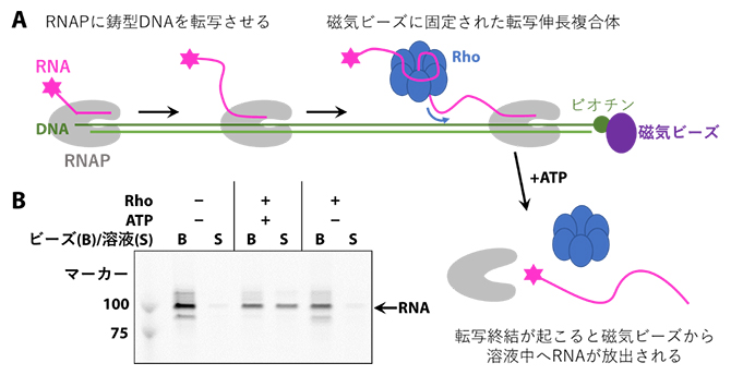 Rho依存的転写終結を再現した実験系の図