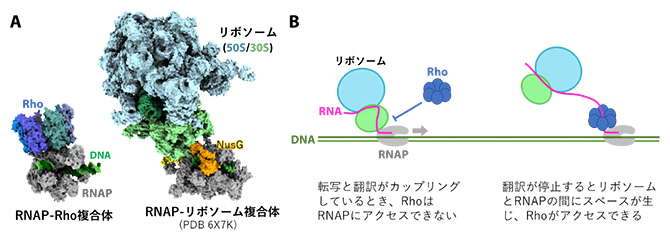 リボソームとRhoのRNAPへの結合は互いに排他的の図