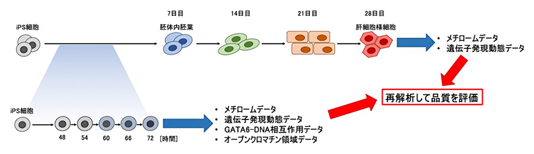ヒトiPS細胞から肝細胞様細胞への分化誘導過程と取得したオミックスデータの図