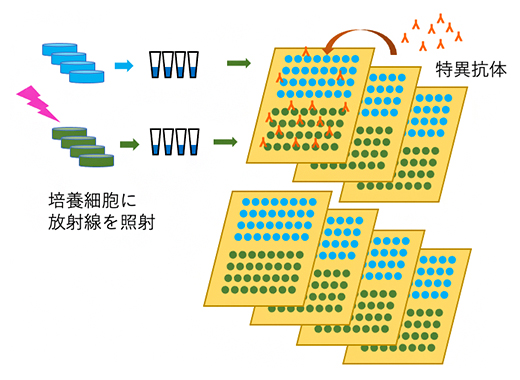 プロテインアレイ法による多数回のタンパク質定量の図