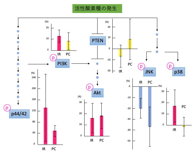 活性酸素種の発生によって起動する細胞内ストレス応答系の図